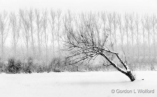 Snowy Leaning Tree_P1010314-6.jpg - Photographed at Smiths Falls, Ontario, Canada.